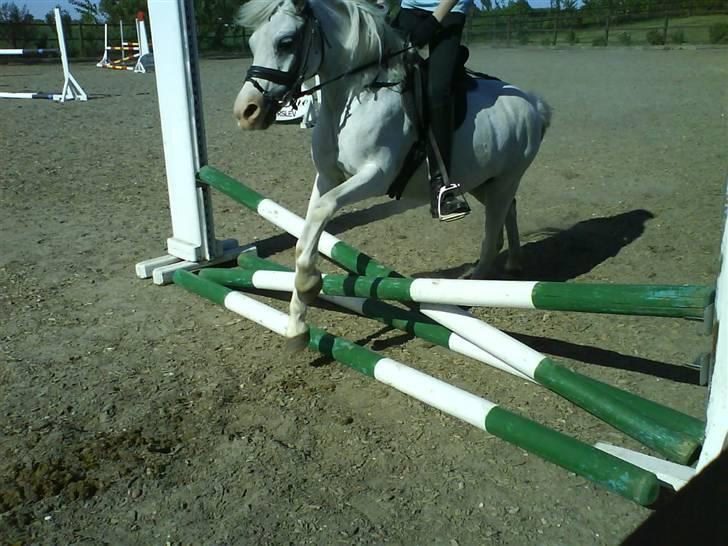 Welsh Mountain (sec A) Bella billede 10