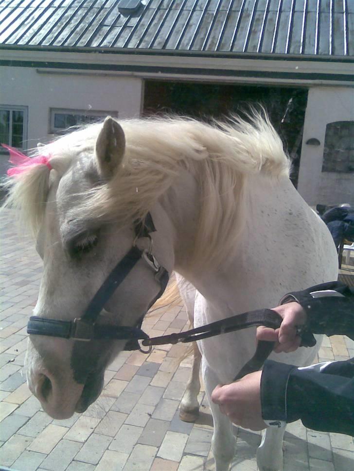 Welsh Mountain (sec A) Bella billede 11
