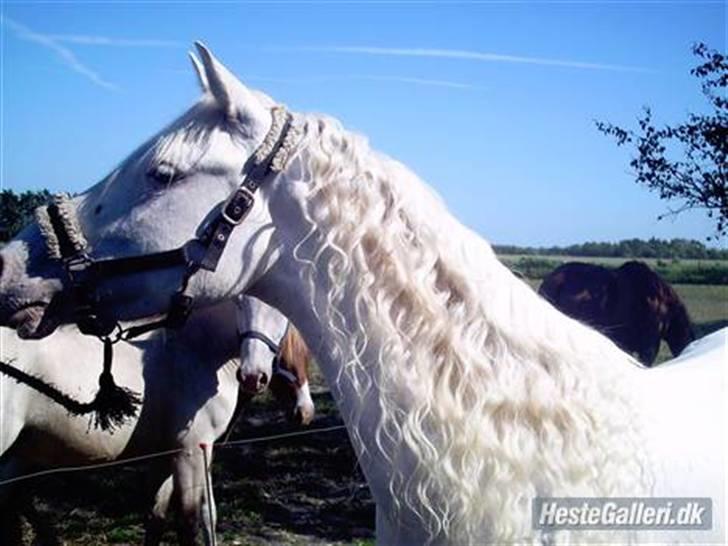 Anden særlig race Little miss Sandy delight - Billedet er taget ved sandys gamle ejere, lige før vi købte hende. billede 2