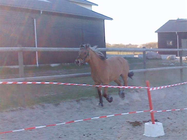 Anden særlig race Apollon. # Gammel part # - Løsspringning XD billede 10