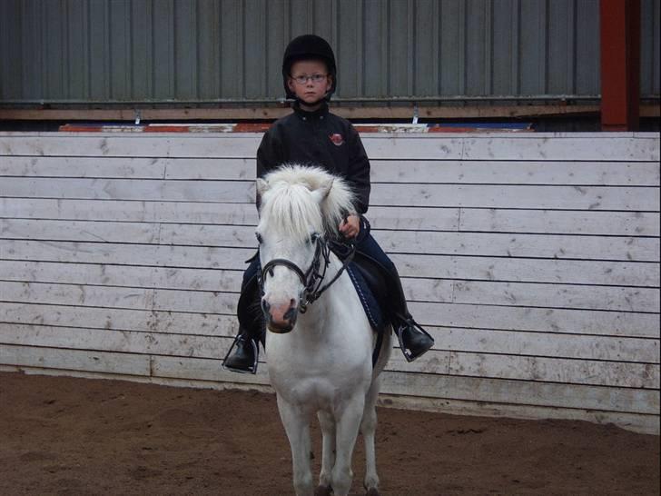 Shetlænder Ajka (gammel part) billede 1