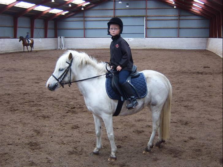 Shetlænder Ajka (gammel part) billede 2