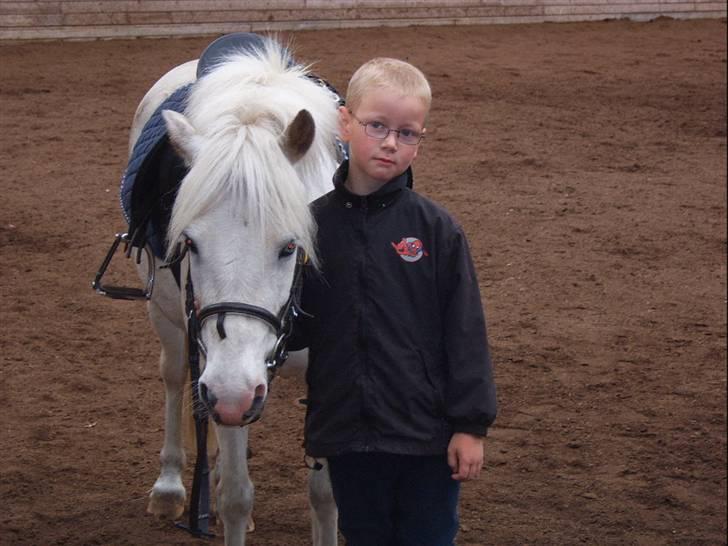 Shetlænder Ajka (gammel part) billede 3