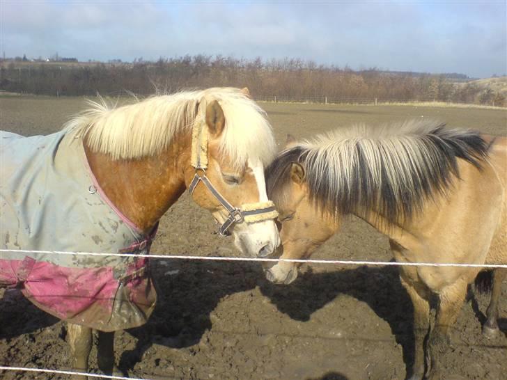 Anden særlig race Apollon. # Gammel part # - Apollon&Futte på folden <3 I er så dejlige :D billede 13