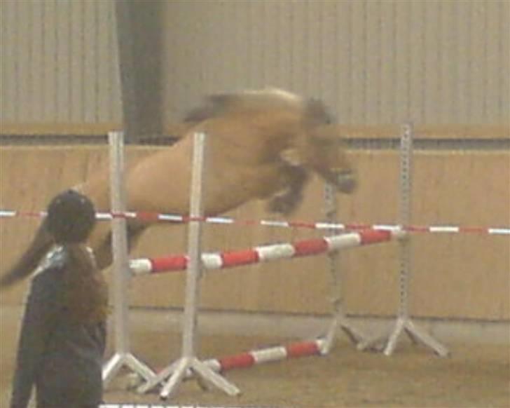 Anden særlig race Apollon. # Gammel part # - Apollon løsspring 1 meter<3 drømmepony LOVE billede 14