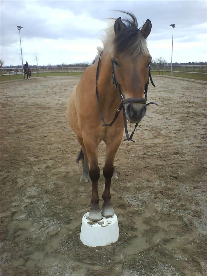 Anden særlig race Apollon. # Gammel part # - Polle som cirkus pony, du kan da også bare alt pony <3 billede 15