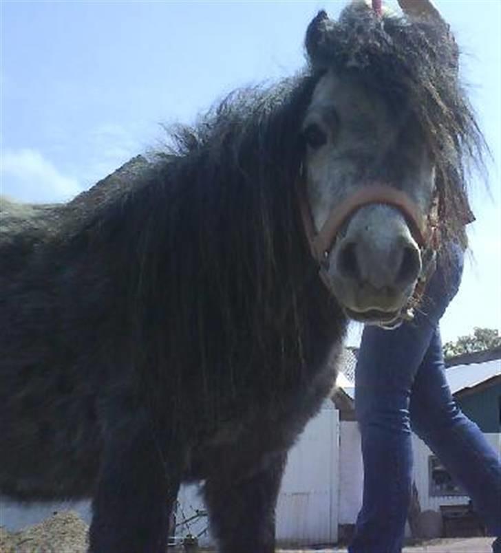 Anden særlig race Sofus billede 1