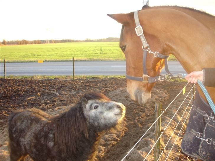 Anden særlig race Sofus billede 2