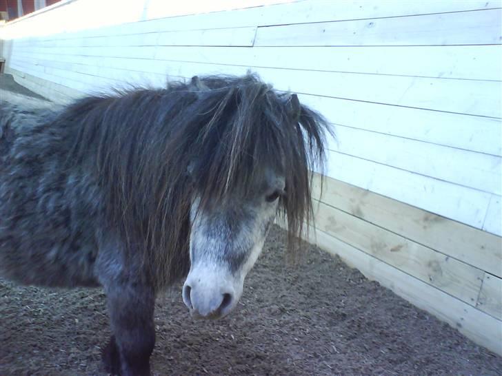 Anden særlig race Sofus billede 3