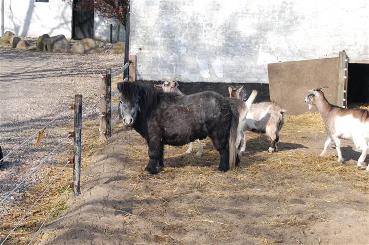 Anden særlig race Sofus billede 4