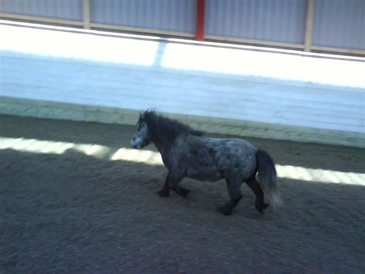 Anden særlig race Sofus billede 5