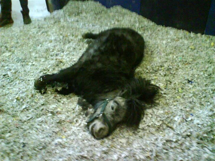 Anden særlig race Sofus billede 6