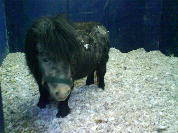 Anden særlig race Sofus billede 7