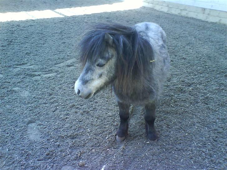 Anden særlig race Sofus billede 8