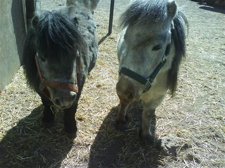Anden særlig race Sofus billede 9