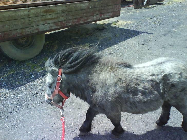 Anden særlig race Sofus billede 10