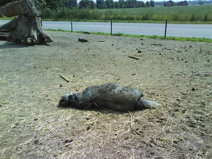 Anden særlig race Sofus billede 11