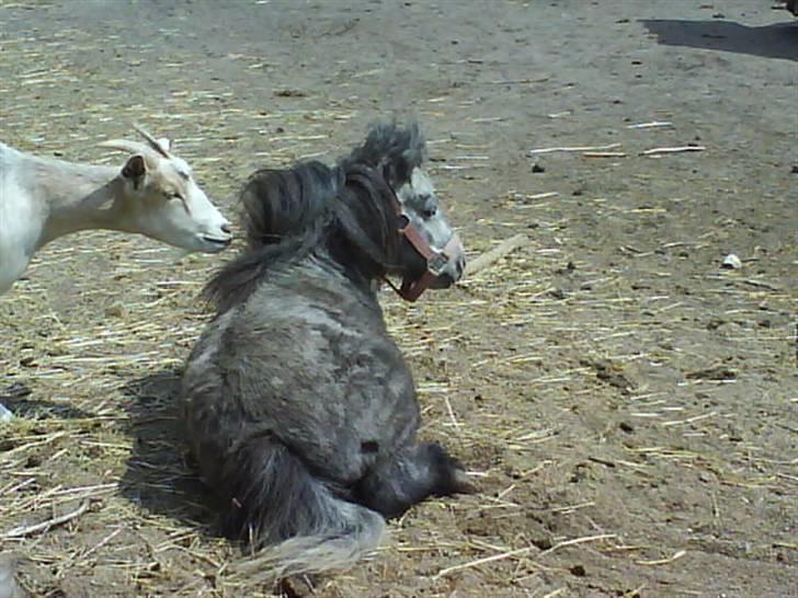 Anden særlig race Sofus billede 12