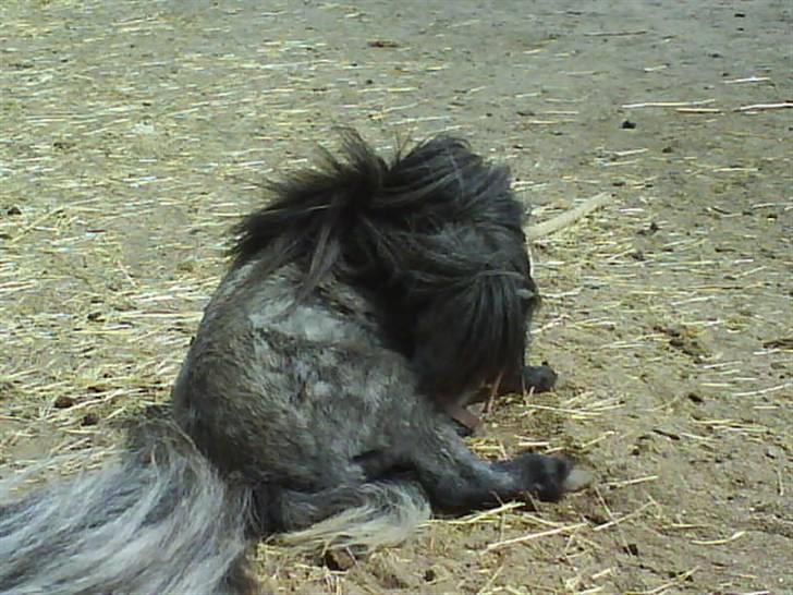 Anden særlig race Sofus - Nu vil jeg alså ikke have taget flere billeder ! billede 13