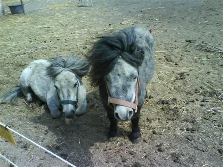 Anden særlig race Sofus billede 14