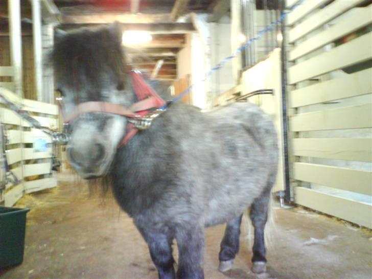 Anden særlig race Sofus billede 15