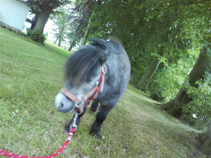 Anden særlig race Sofus billede 16