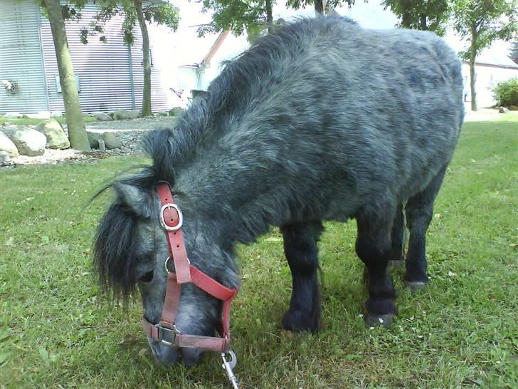 Anden særlig race Sofus billede 17