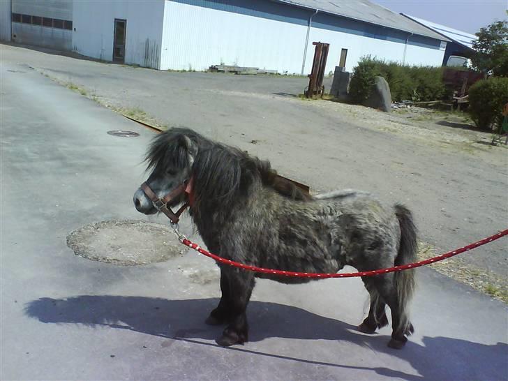 Anden særlig race Sofus billede 18