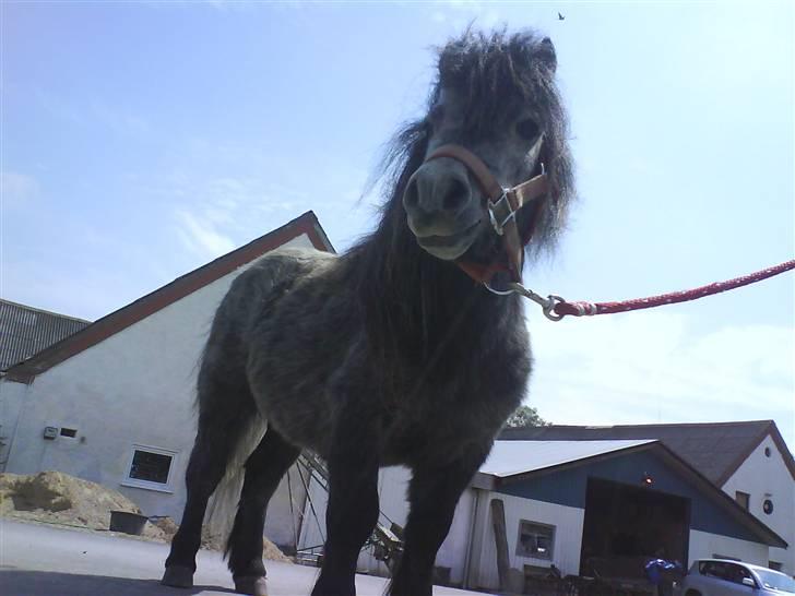 Anden særlig race Sofus - Hold da op, nogle flotte hopper der står på den fold. :D billede 19