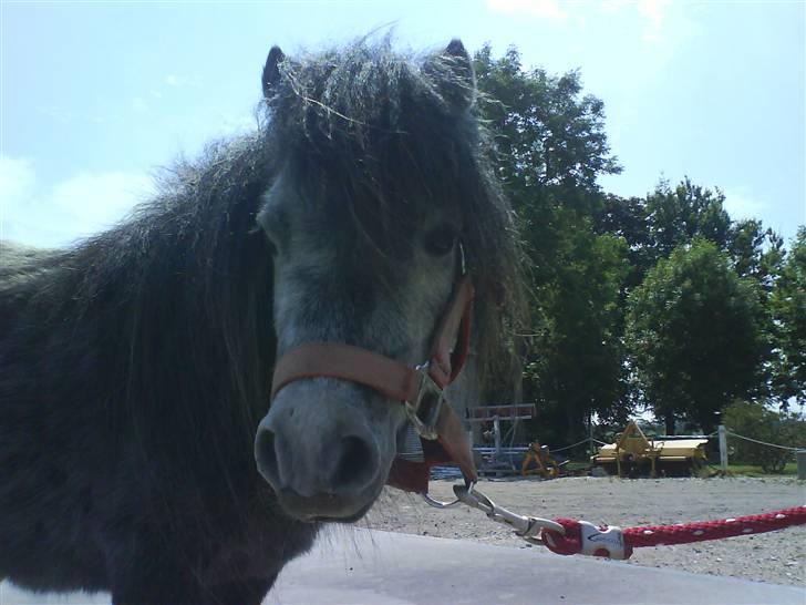 Anden særlig race Sofus billede 20