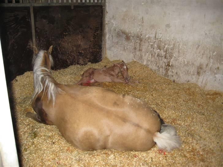 Welsh Pony (sec B) Låddenhøjs Zennia - Så kom føllet - en lille palominofarvet hingst - 5 timer over termin - det er præcist ramt. billede 12