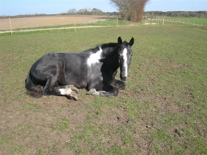Anden særlig race ontario >--Aflivet--< billede 4