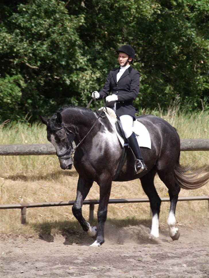 Anden særlig race ontario >--Aflivet--< billede 6