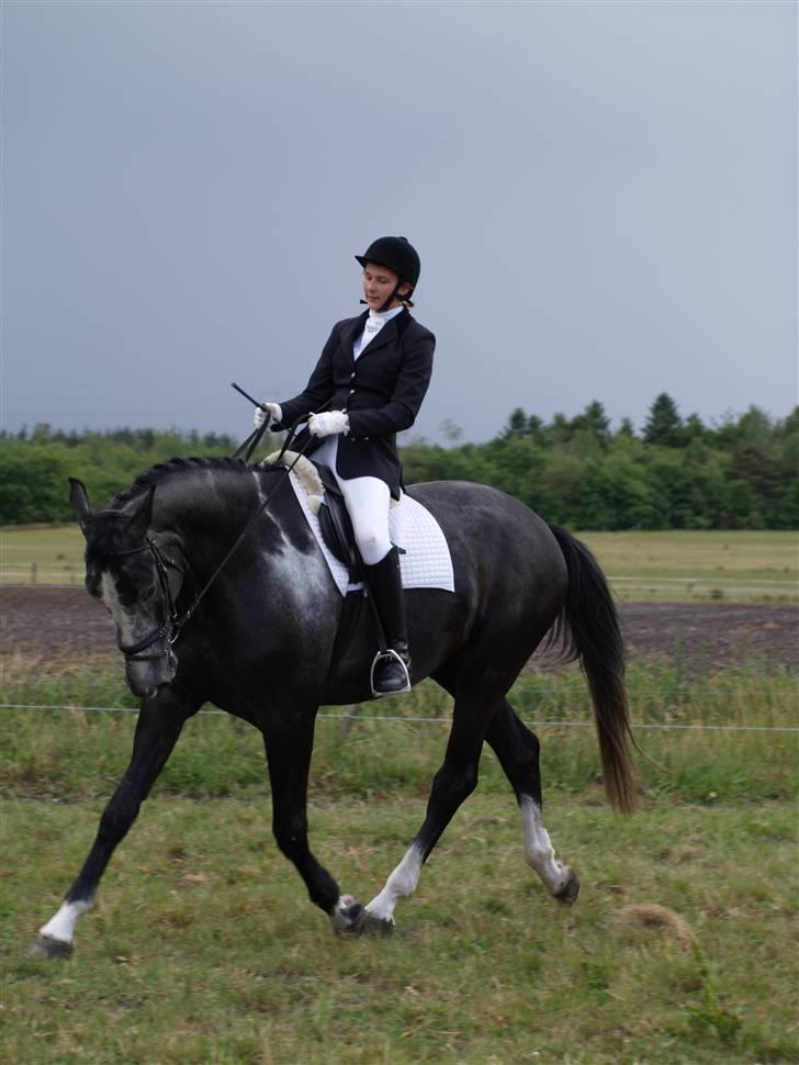 Anden særlig race ontario >--Aflivet--< billede 8