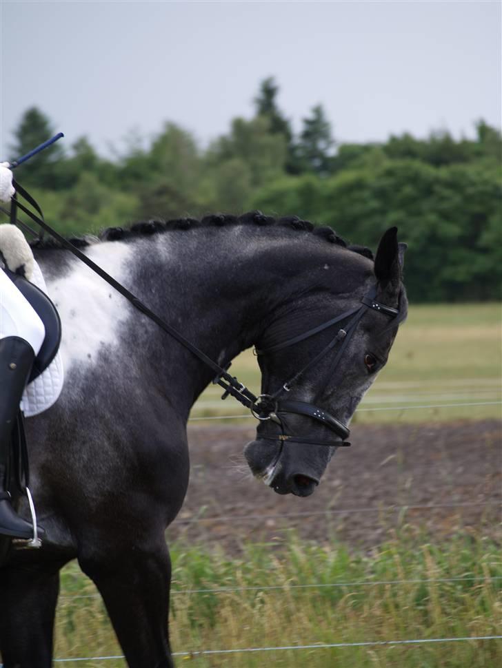 Anden særlig race ontario >--Aflivet--< billede 9