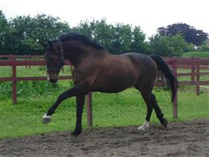 Holstener Carlos - Coriano billede 15