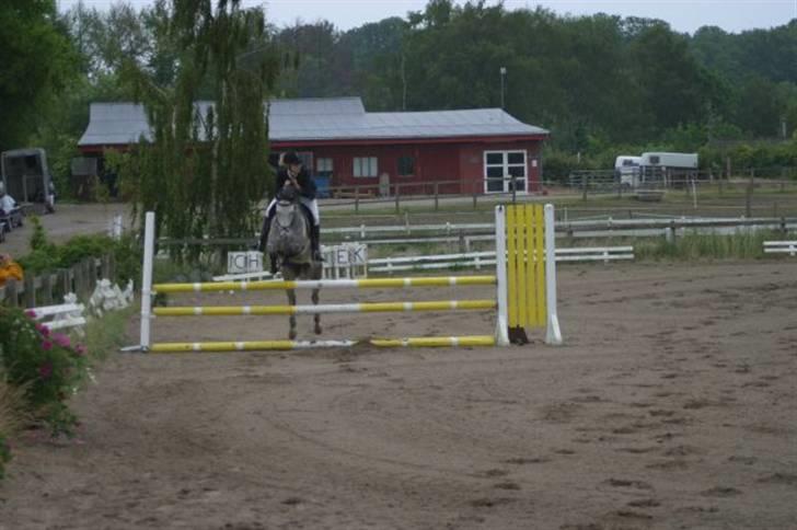 New Forest Firfod Filejs - Solgt - VEK LA. 2008 billede 11