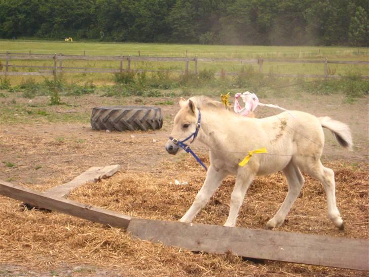 Fjordhest skovfryds My <33 Halsnæs - På Fold ;P billede 16