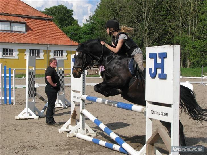 Welsh Cob (sec D) Merlyn Puzzle  |Glm P| billede 18