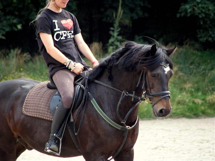 Welsh Cob (sec D) Merlyn Puzzle  |Glm P| - Spring dressur træning " 2/8 - 2009 (Cecilie A med lynild) billede 20
