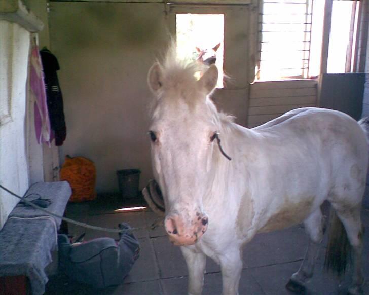 Anden særlig race Silver billede 3