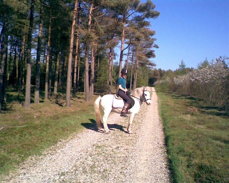 Anden særlig race Silver billede 4