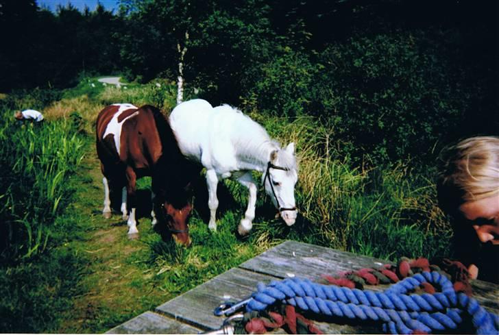 Anden særlig race Silver billede 5