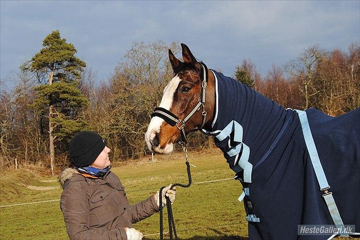Dansk Varmblod Rigolo. - Min mor og Rigolo efter en fantastisk ridetur.              2011                 Foto:Mig billede 7