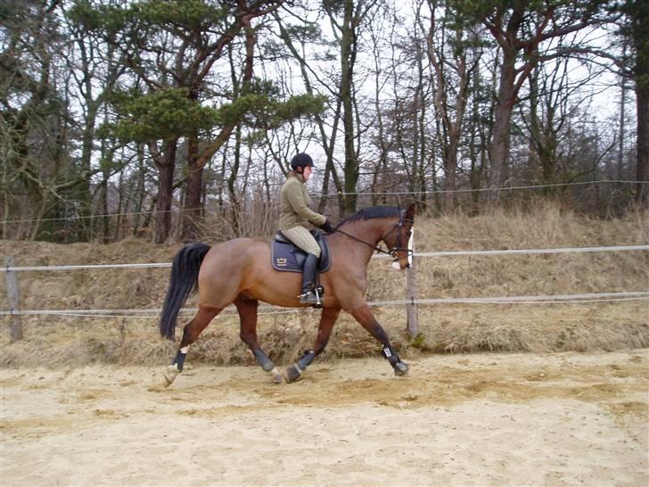 Dansk Varmblod Rigolo. - Min mor og Rigolo første gang udendørs(genoptrænnig)          starten af 2010          foto:mig billede 8