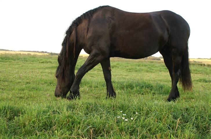 Frieser Thealien billede 9