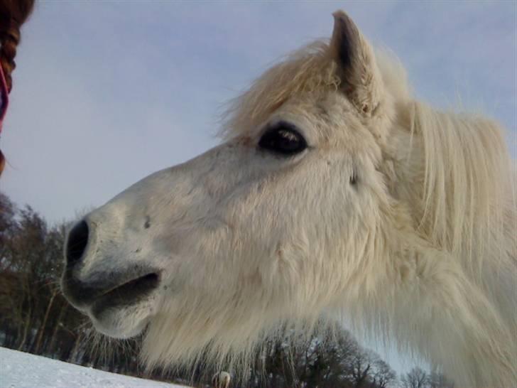 Anden særlig race Hvide<3 - Mester i sneen<3 billede 15