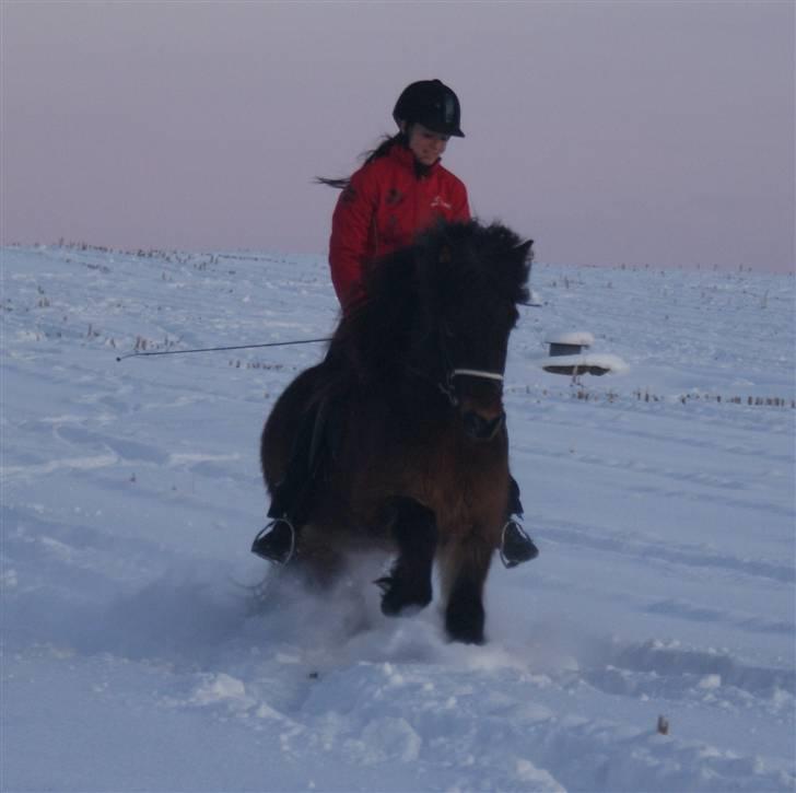 Islænder Laki fra Hodsager - Solgt - Laki i galop. billede 13