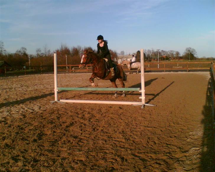 Frederiksborg Abida Gry - Igen i hopla .. <3 prinsesse min .. billede 4