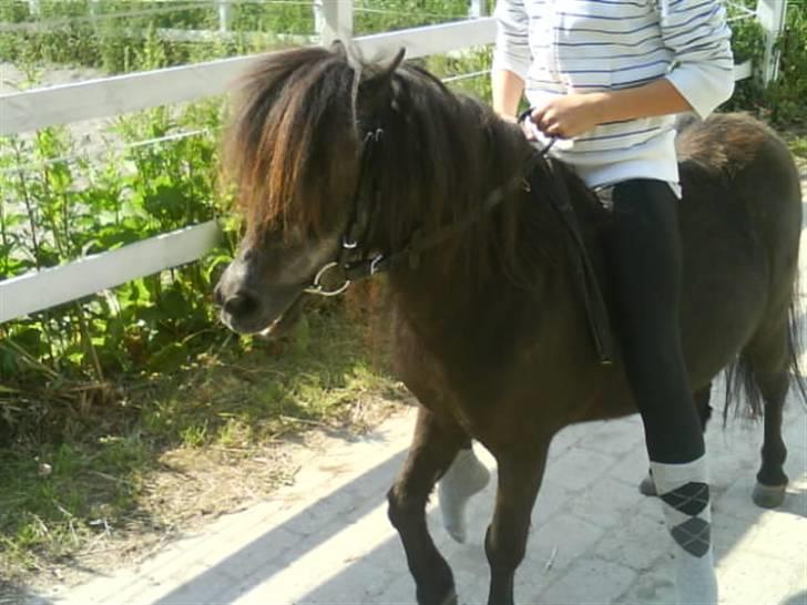 Anden særlig race Blackie *R.I.P*  billede 11